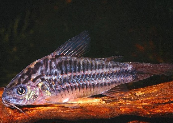 Коридорас нанус - Corydoras nanus