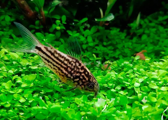 Corydoras nanus в аквариуме