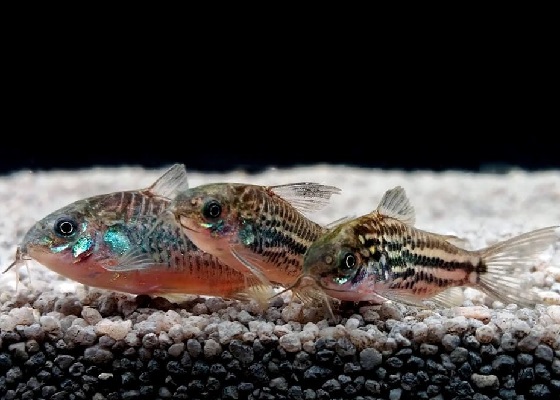 Фото - Corydoras nanus