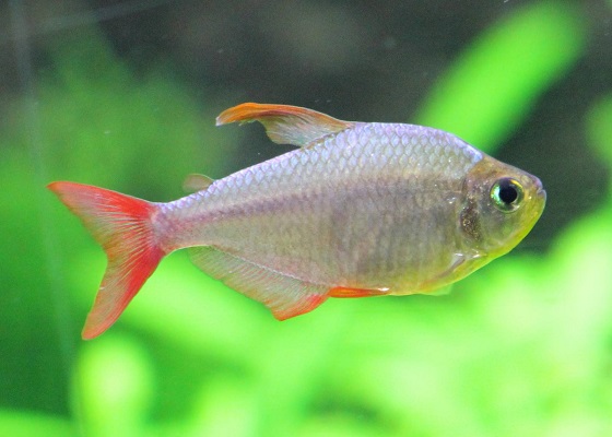 Фото - Hyphessobrycon columbianus