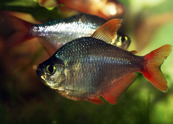 Hyphessobrycon columbianus