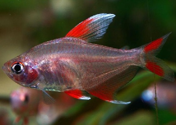 Орнатус белоплавничный - Hyphessobrycon sp white fin 