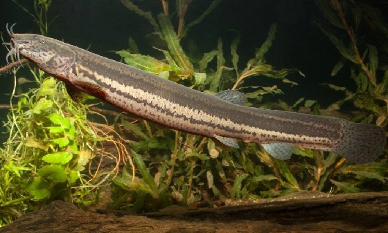 Misgurnus anguillicaudatus