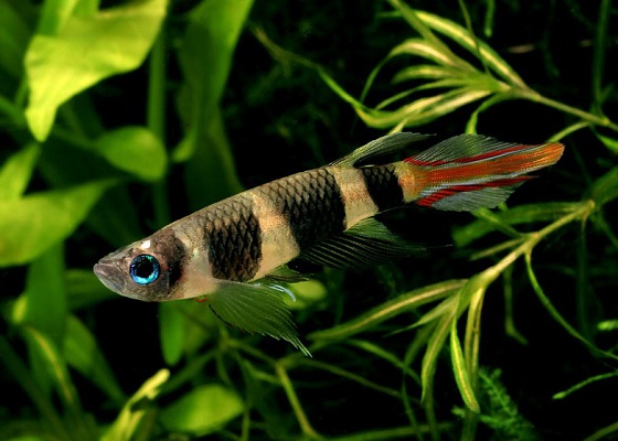 Pseudepiplatys annulatus