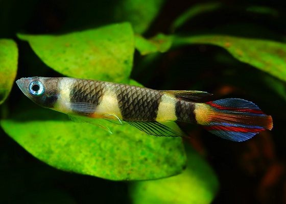 Pseudepiplatys annulatus в аквариуме