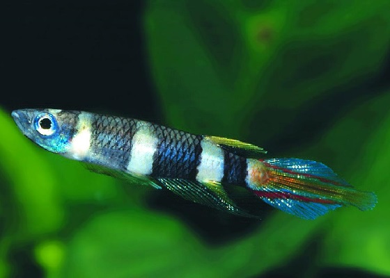 Фото - Pseudepiplatys annulatus