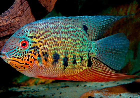 Cichlasoma severum