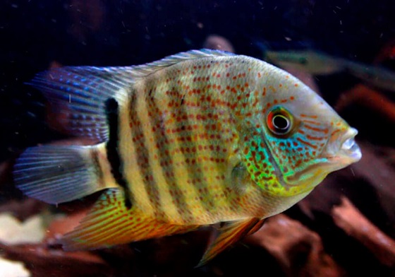 Дискус ложный - Cichlasoma severum