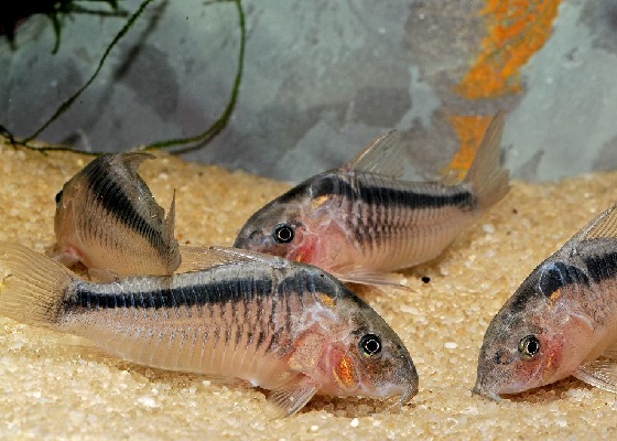 Corydoras rabauti