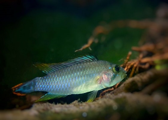 Apistogramma sp. Pandurini