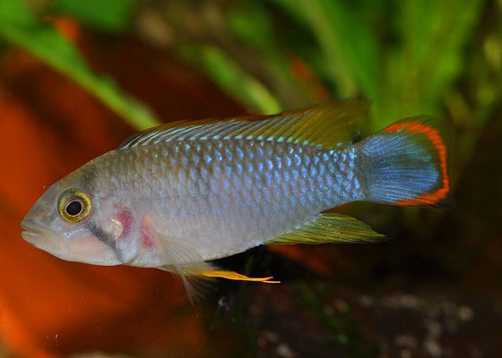 Апистограмма Пандурини - Apistogramma sp. Pandurini