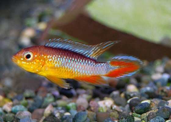 Apistogramma agassizii