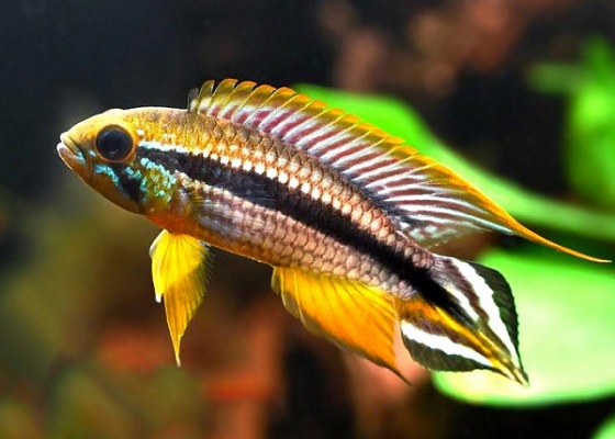 Apistogramma agassizii в аквариуме