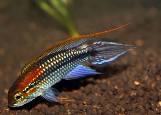 Фото - Apistogramma agassizii