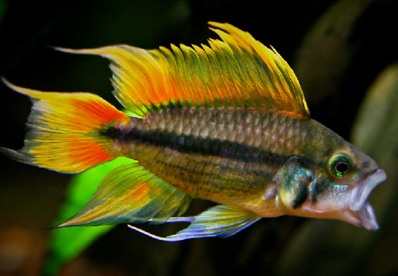 Apistogramma cacatuoides