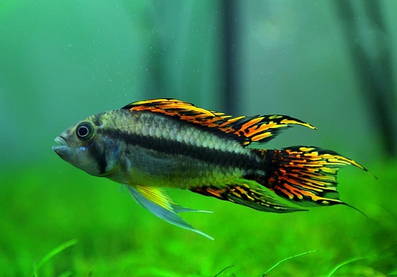 Фото - Apistogramma cacatuoides