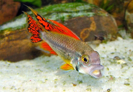 Apistogramma cacatuoides в аквариуме