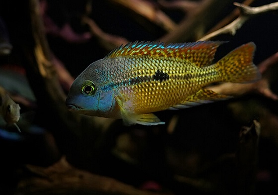 Cichlasoma nicaraguense