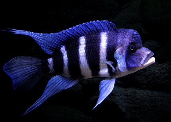 Фронтоза - Cyphotilapia frontosa