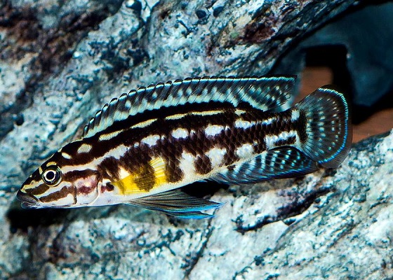 Julidochromis marlieri