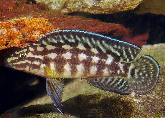 Julidochromis marlieri в аквариуме