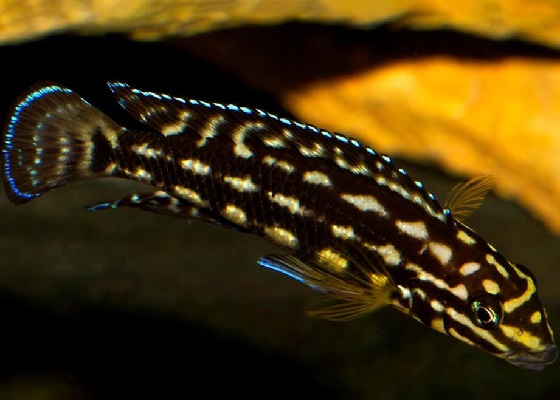 Фото - Julidochromis marlieri