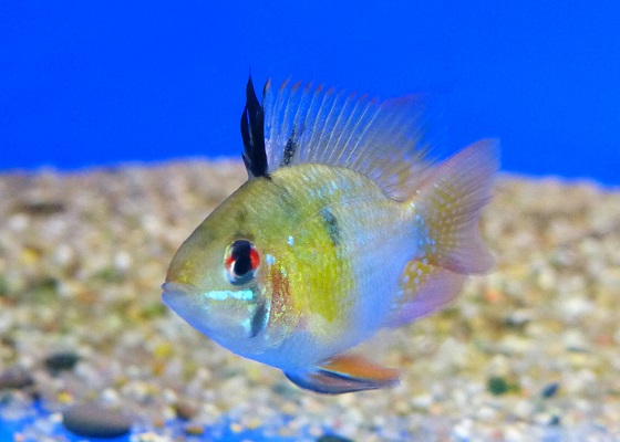 Microgeophagus ramirezi