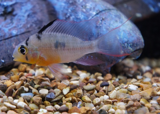 Papiliochromis altispinosa