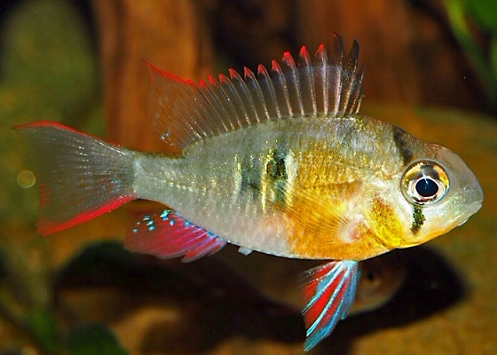 Апистограмма боливийская - Papiliochromis altispinosa