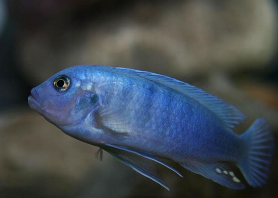 Pseudotropheus socolofi