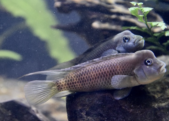 Steatocranus casuarius в аквариуме