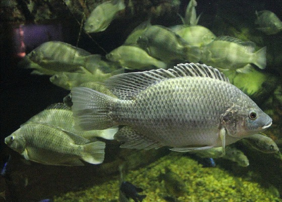 Tilapia mossambicus