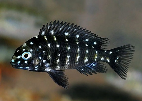 Фото - Tropheus duboisi