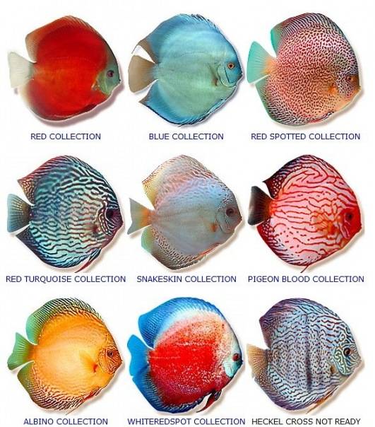 discus