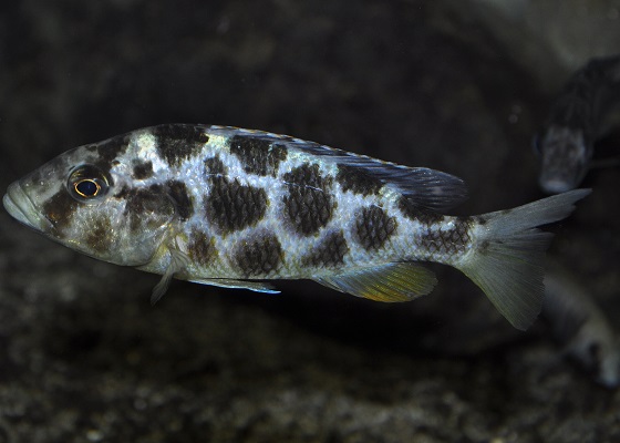 Haplochromis livingstoni