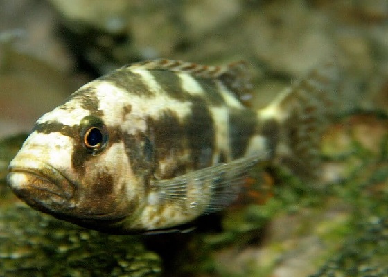 Хаплохромис ливингстона - Haplochromis livingstoni