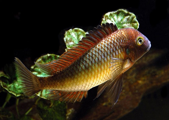 Tropheus moorii