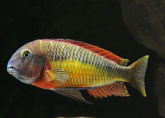 Tropheus moorii в аквариуме