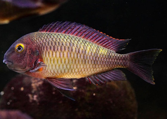 Фото - Tropheus moorii