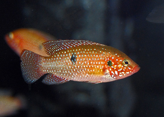 Hemichromis bimaculatus