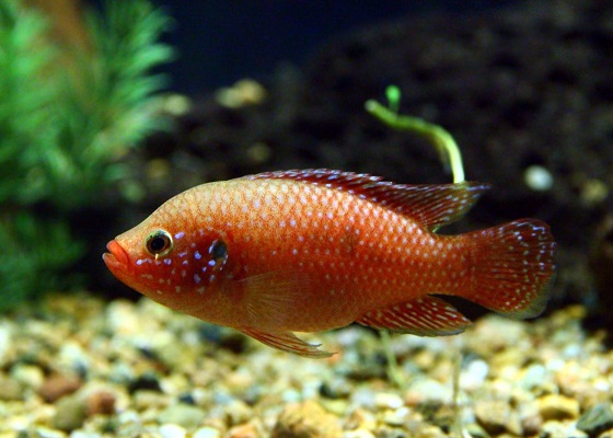 Хромис красавец - Hemichromis bimaculatus