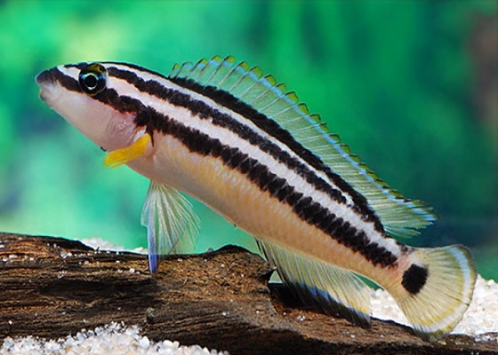 Julidochromis ornatus