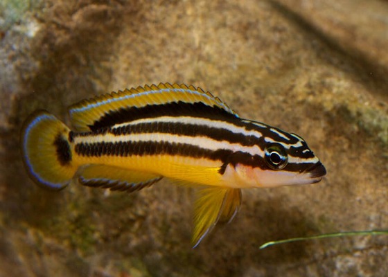 Julidochromis ornatus в аквариуме