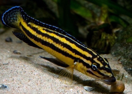 Julidochromis regani