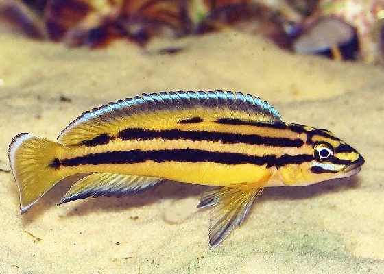 Юлидохромис Регана - Julidochromis regani