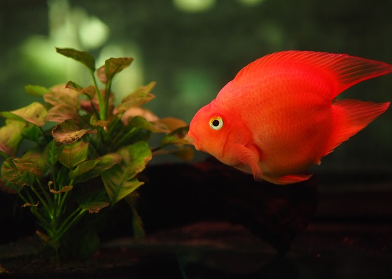 Рыба красный попугай - Red Blood Parrot Fish