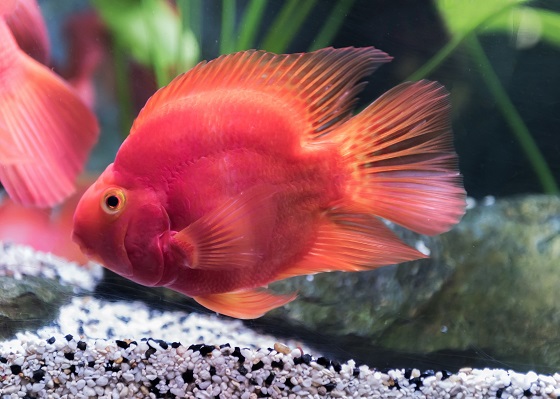 Фото - Red Blood Parrot Fish