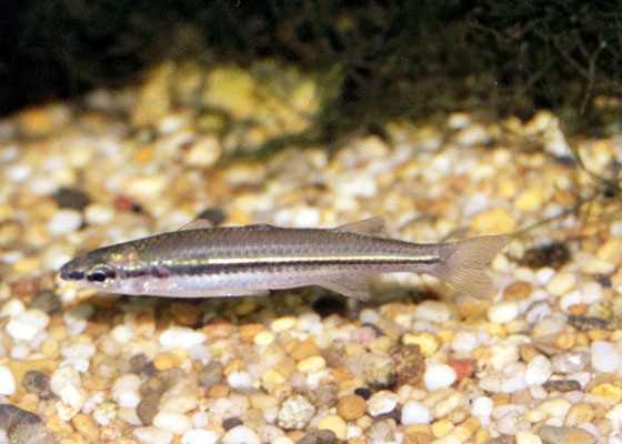 Craterocephalus stercusmuscarum