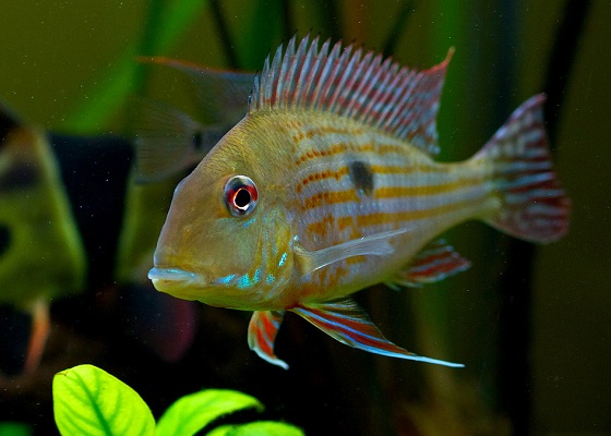 Geophagus surinamensis