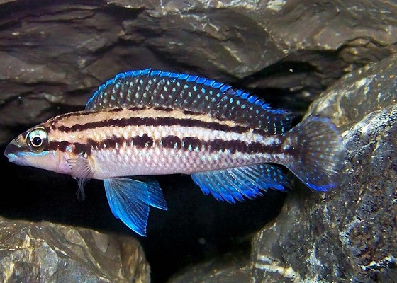 Julidochromis dickfeldi